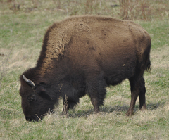 Bison
