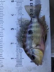 Cribroheros longimanus