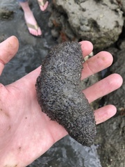 Holothuria grisea