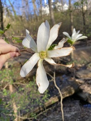 Magnolia kobus