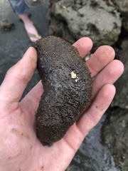 Holothuria grisea