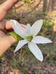 Magnolia kobus