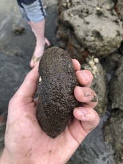 Holothuria grisea