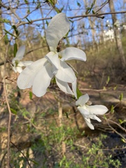 Magnolia kobus