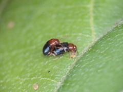 Sinocrepis obscurofasciata