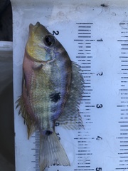 Cribroheros longimanus