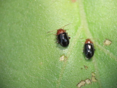 Sinocrepis obscurofasciata