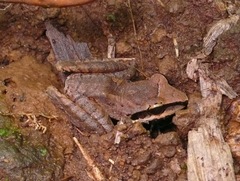 Craugastor longirostris