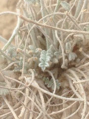 Astragalus traskiae