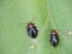 Sinocrepis obscurofasciata