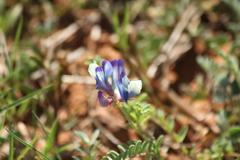 Astragalus lindheimeri