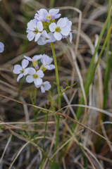 Cardamine microphylla