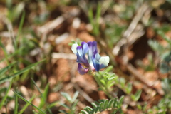 Astragalus lindheimeri