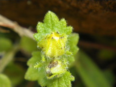 Hermannia malvifolia