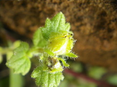 Hermannia malvifolia