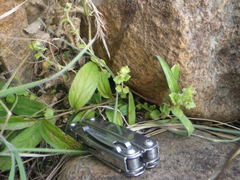 Hermannia malvifolia