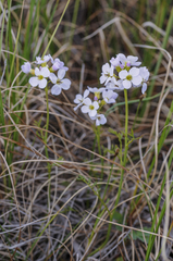 Cardamine microphylla
