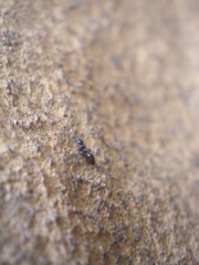 Crematogaster monticola