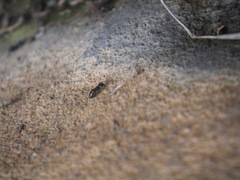Crematogaster monticola