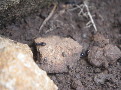 Crematogaster monticola