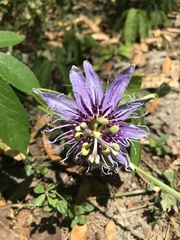 Passiflora pedata