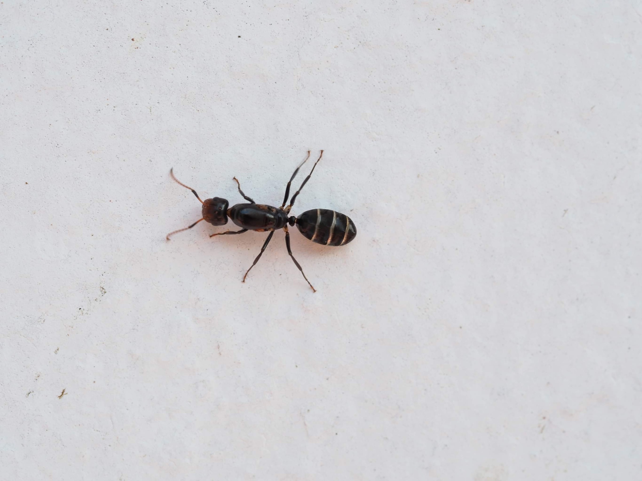 Camponotus peleliuensis