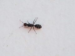 Camponotus peleliuensis