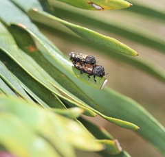 Xyroscelis crocata