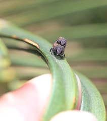 Xyroscelis crocata