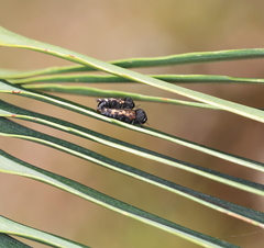 Xyroscelis crocata