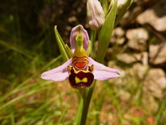 Ophrys apifera aurita