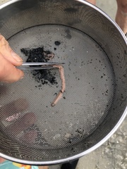Cerebratulus lacteus