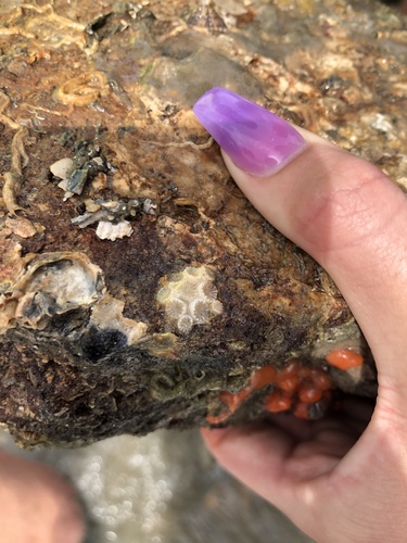 Northern Star Coral