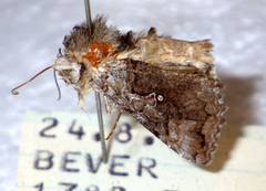 Syngrapha interrogationis