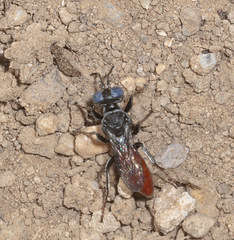 Miscophini