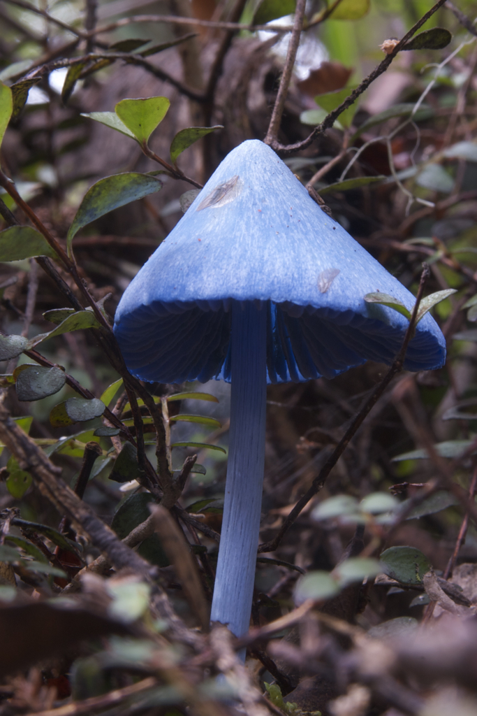 Entoloma hochstetteri image