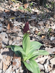 Orchis purpurea