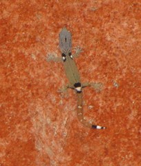 Sphaerodactylus millepunctatus
