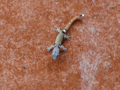 Sphaerodactylus millepunctatus