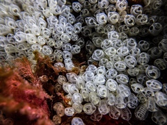 Pycnoclavella communis