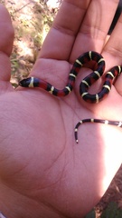 Lampropeltis polyzona