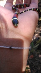 Lampropeltis polyzona