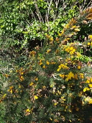 Ulex europaeus