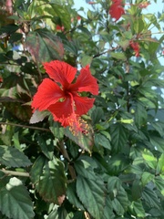 Hibiscus × archeri