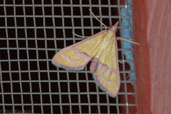 Choristostigma perpulchralis