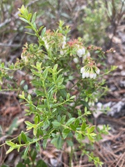Vaccinium myrsinites image