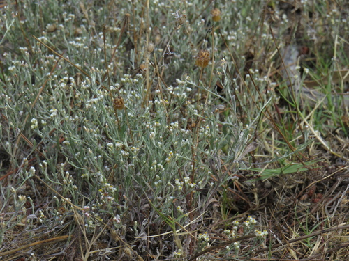 Image of Annual Strawflower (Helichrysum indicum) by (c) Jeremy Gilmore, some rights reserved (CC BY)