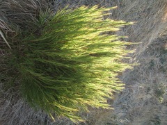 Dracophyllum acerosum