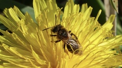 Andrena dorsata