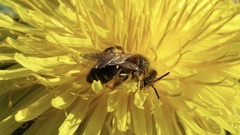 Andrena dorsata